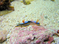 Little nudibranch moving across the sand, Geraldton ;) by Chloe Taylor 